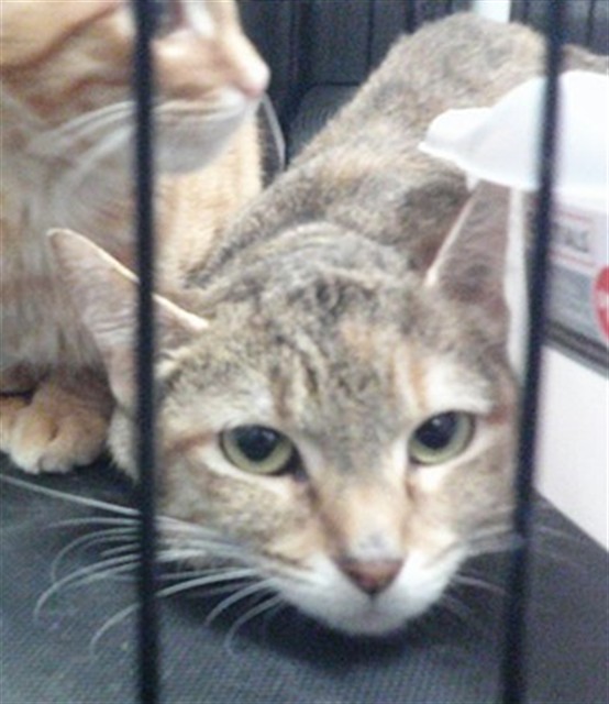Shelter Stray Unknown Cat last seen ABANDONED AT OKC AW, 2811 SE 29th St, Oklahoma City, OK 73129, USA