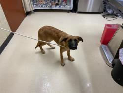 Shelter Stray Male Dog last seen Near BLOCK N 24TH ST, 3839 W Burnham St, West Milwaukee, WI 53215, USA