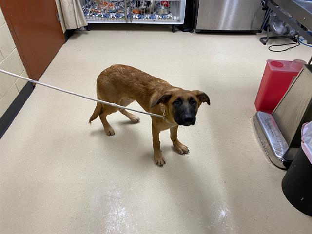 Shelter Stray Male Dog last seen Near BLOCK N 24TH ST, 3839 W Burnham St, West Milwaukee, WI 53215, USA