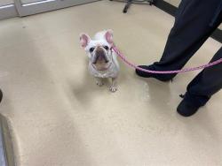 Shelter Stray Female Dog last seen Near BLOCK N 74TH ST, 3839 W Burnham St, West Milwaukee, WI 53215, USA