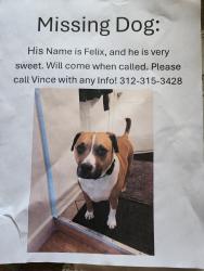 Reunited Male Dog last seen Riverside Dr, Asheville, NC 28804