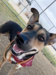 Shelter Stray Male Dog last seen Near BLOCK S 37TH, 3528 Newburg Rd, Louisville, KY 40218, USA