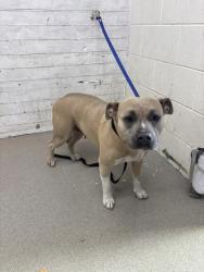 Shelter Stray Female Dog last seen ARROHEAD AVE X SECOND ST, 333 Chandler Pl, San Bernardino, CA 92408, USA