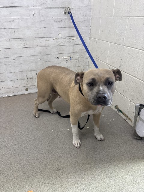 Shelter Stray Female Dog last seen ARROHEAD AVE X SECOND ST, 333 Chandler Pl, San Bernardino, CA 92408, USA
