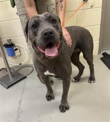 Shelter Stray Female Dog last seen Near BLOCK SAN RAFAEL ST, WINTER SPRINGS FL 32708, 232 Eslinger Way, Sanford, FL 32773, USA