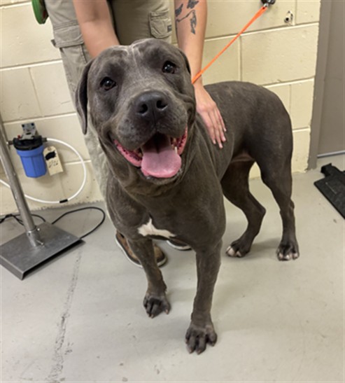 Shelter Stray Female Dog last seen Near BLOCK SAN RAFAEL ST, WINTER SPRINGS FL 32708, 232 Eslinger Way, Sanford, FL 32773, USA