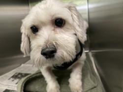Shelter Stray Male Dog last seen , 11361 W Pico Blvd, Los Angeles, CA 90064, USA