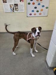 Shelter Stray Male Dog last seen Near BLOCK S LEE MAUR ST, WEST VALLEY CITY UT 84119, 4522 W 3500 S, West Valley City, UT 84120, USA