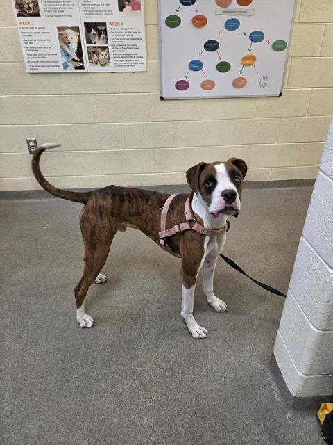 Shelter Stray Male Dog last seen Near BLOCK S LEE MAUR ST, WEST VALLEY CITY UT 84119, 4522 W 3500 S, West Valley City, UT 84120, USA