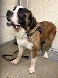 Shelter Stray Unknown Dog last seen Near BLOCK W ELENA ST, WEST VALLEY CITY UT 84128, 4522 W 3500 S, West Valley City, UT 84120, USA
