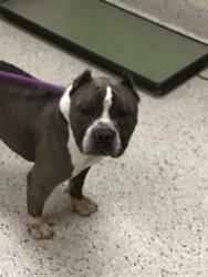 Shelter Stray Male Dog last seen 96TH AND MONACO, 12155 Park Blvd, Brighton, CO 80601, USA