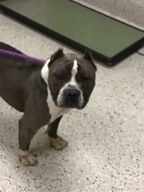 Shelter Stray Male Dog last seen 96TH AND MONACO, 12155 Park Blvd, Brighton, CO 80601, USA