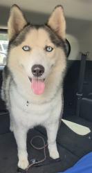 Shelter Stray Male Dog last seen Near BLOCK NW 5 AV, WILTON MANORS FL 33311, 2400 SW 42nd St, Fort Lauderdale, FL 33312, USA