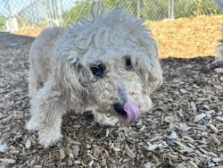Shelter Stray Female Dog last seen Near BLOCK DEL MONTE SW, 8920 Lomas Blvd NE, Albuquerque, NM 87112, USA
