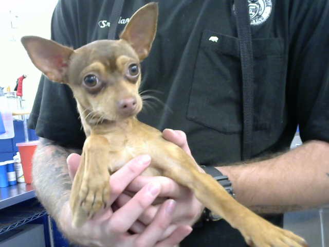 Shelter Stray Male Dog last seen MENAUL AND EDITH, 8920 Lomas Blvd NE, Albuquerque, NM 87112, USA