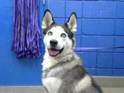 Shelter Stray Male Dog last seen ORO DEL OSO PARK, 8920 Lomas Blvd NE, Albuquerque, NM 87112, USA