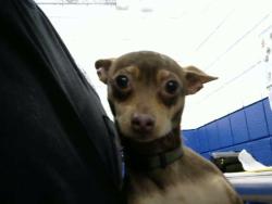 Shelter Stray Male Dog last seen MENAUL AND EDITH, 8920 Lomas Blvd NE, Albuquerque, NM 87112, USA