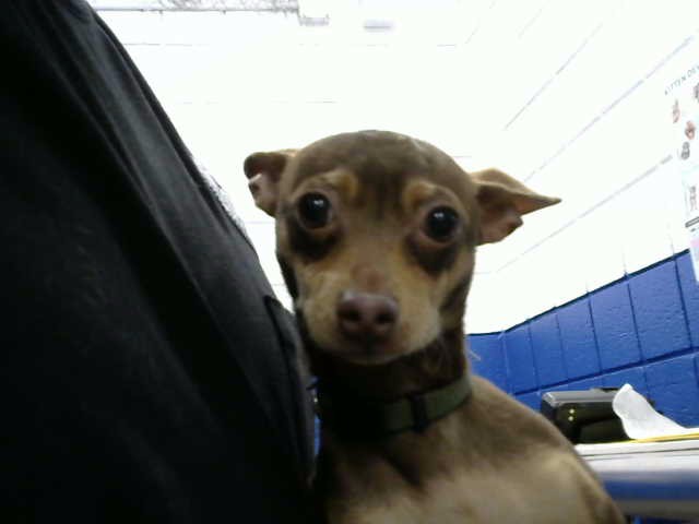 Shelter Stray Male Dog last seen MENAUL AND EDITH, 8920 Lomas Blvd NE, Albuquerque, NM 87112, USA