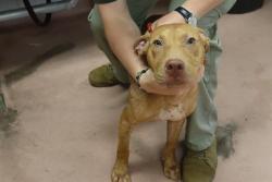Shelter Stray Male Dog last seen Near BLOCK MARIE ST, 127 Humane Ln, Columbia, SC 29201, USA