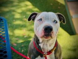 Shelter Stray Male Dog last seen , 2769 Conroy Rd, Orlando, FL 32839, USA