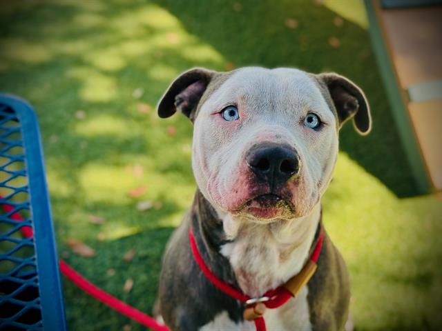 Shelter Stray Male Dog last seen , 2769 Conroy Rd, Orlando, FL 32839, USA