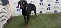 Shelter Stray Male Dog last seen , 2769 Conroy Rd, Orlando, FL 32839, USA