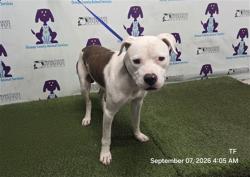 Shelter Stray Male Dog last seen , 2769 Conroy Rd, Orlando, FL 32839, USA