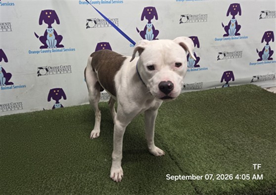 Shelter Stray Male Dog last seen , 2769 Conroy Rd, Orlando, FL 32839, USA