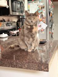 Lost Female Cat last seen Midnight Way and Cortaro, Tucson, AZ 85741