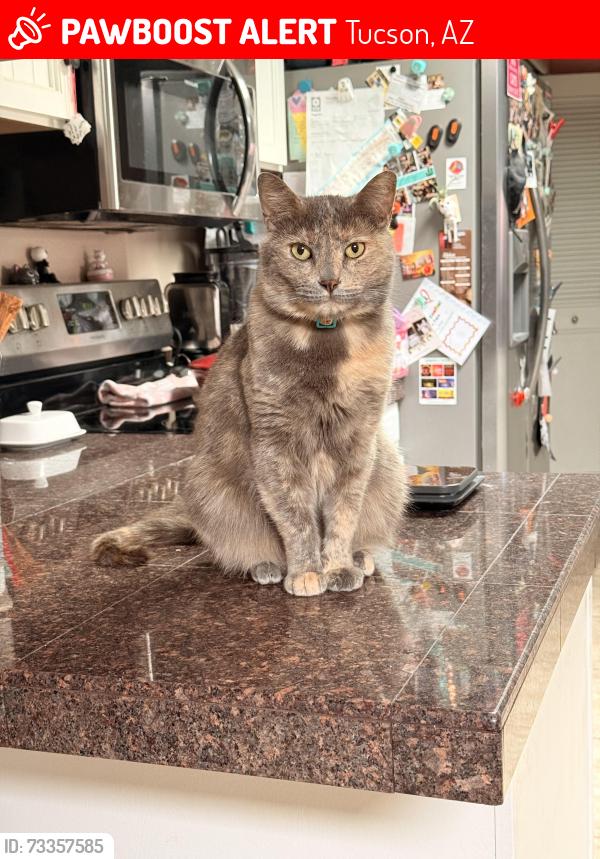 Lost Female Cat last seen Midnight Way and Cortaro, Tucson, AZ 85741