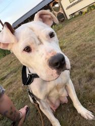 Found/Stray Female Dog last seen 52nd ave s, Auburn, WA 98001