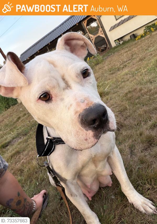 Found/Stray Female Dog last seen 52nd ave s, Auburn, WA 98001