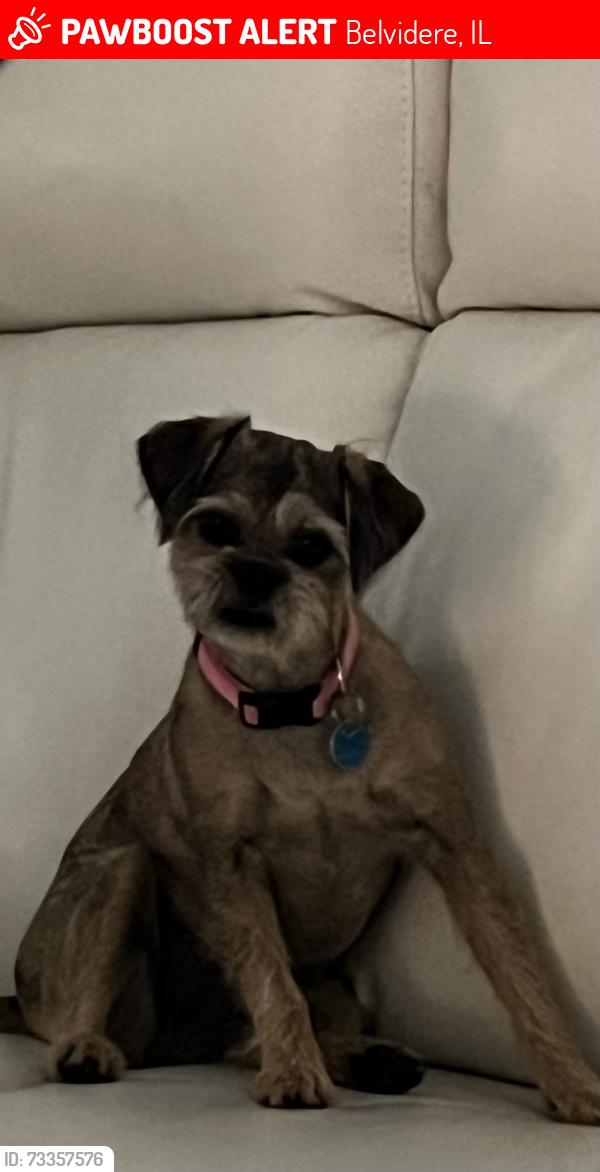 Lost Female Dog last seen Orth Road, Belvidere, IL 61008