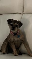Lost Female Dog last seen Orth Road, Belvidere, IL 61008