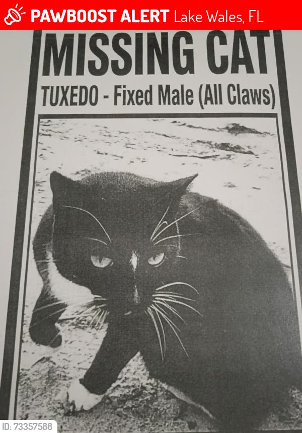 Lost Male Cat last seen Scenic highway and Lakeshore, Lake Wales, FL 33853