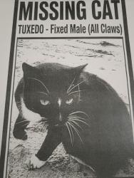 Lost Male Cat last seen Scenic highway and Lakeshore, Lake Wales, FL 33853
