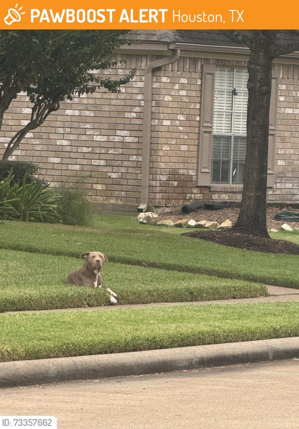 Found/Stray Male Dog last seen Rocky valley dr, Houston, TX 77083