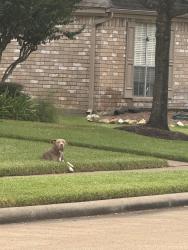 Found/Stray Male Dog last seen Rocky valley dr, Houston, TX 77083