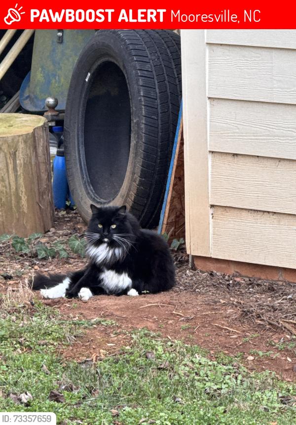 Lost Male Cat last seen Langtree, Mooresville, NC 28117