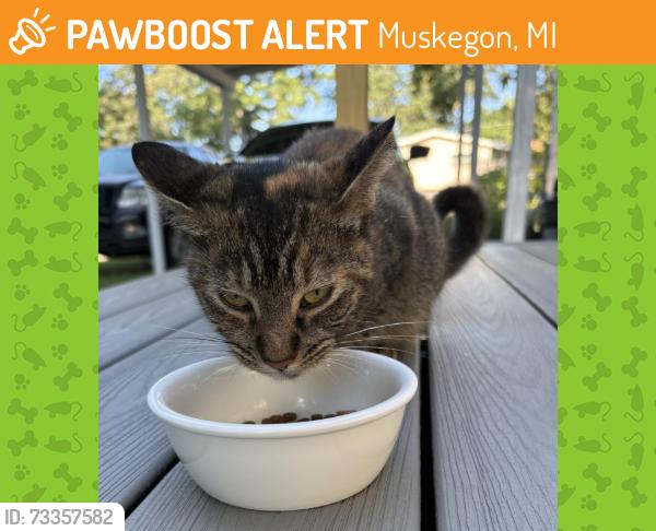 Found/Stray Unknown Cat last seen Carlton St. near Oak Ave by CVS Pharmacy, Muskegon, MI 49442
