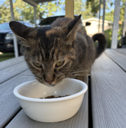 Found/Stray Unknown Cat last seen Carlton St. near Oak Ave by CVS Pharmacy, Muskegon, MI 49442