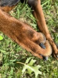 Reunited Male Dog last seen Near N Old 52 Rd, King, NC 27021, USA, King, NC 27021