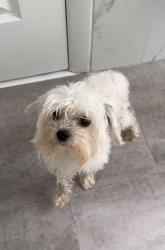 Found/Stray Male Dog last seen town gate, Pembroke Pines, FL 33028