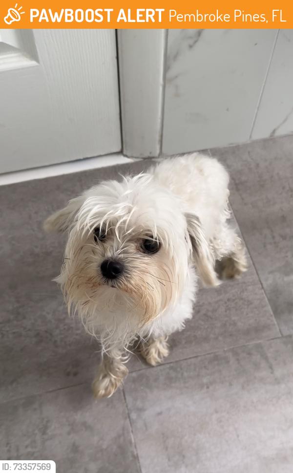 Found/Stray Male Dog last seen town gate, Pembroke Pines, FL 33028