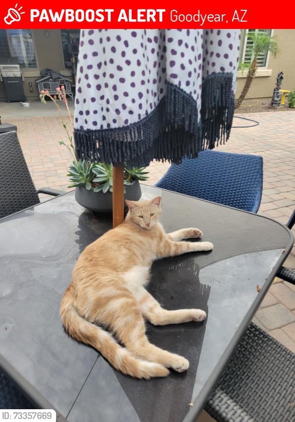 Lost Male Cat last seen 167th Avenue and Van Buren, Goodyear, AZ 85338