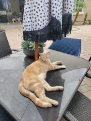 Lost Male Cat last seen 167th Avenue and Van Buren, Goodyear, AZ 85338