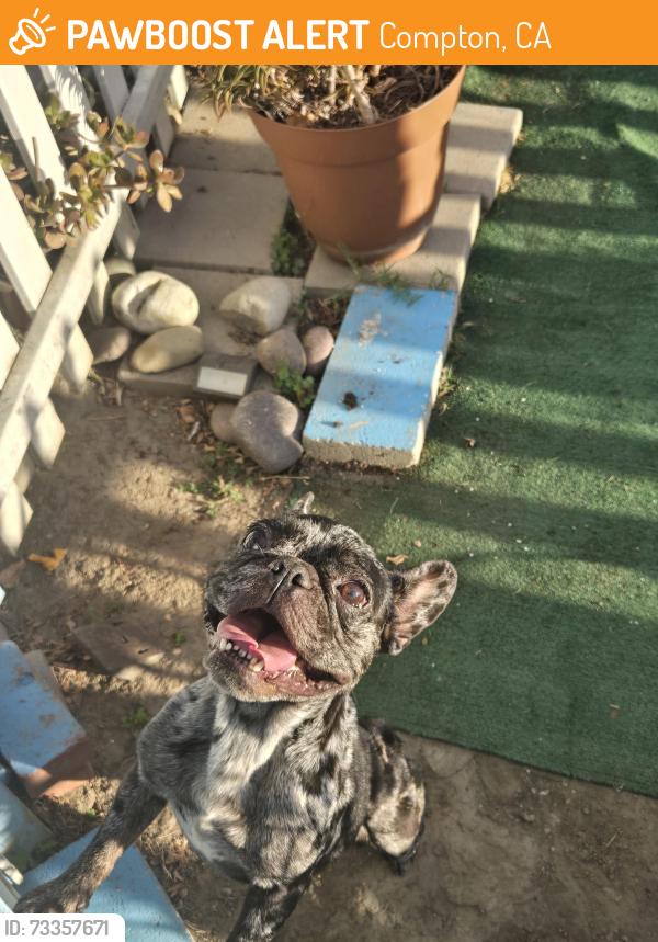 Found/Stray Male Dog last seen Bradfield/Palmer, Compton, CA 90221