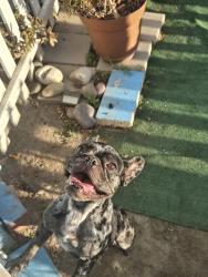 Found/Stray Male Dog last seen Bradfield/Palmer, Compton, CA 90221