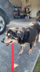 Found/Stray Female Dog last seen Beech Trail Dr, Converse, TX 78109