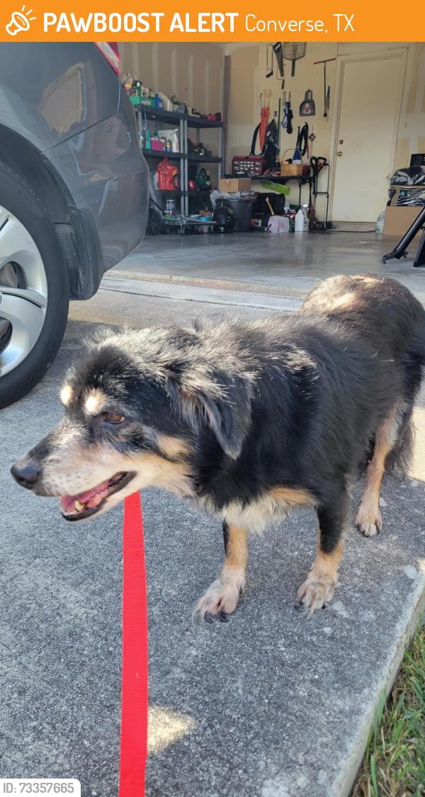Found/Stray Female Dog last seen Beech Trail Dr, Converse, TX 78109